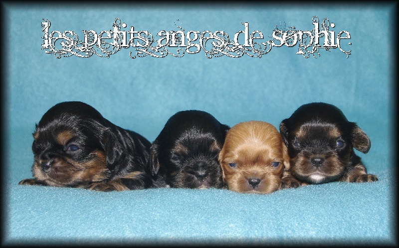 des petits Anges de Sophie - Cavalier King Charles Spaniel - Portée née le 20/08/2012