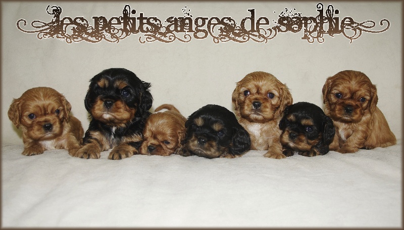 des petits Anges de Sophie - Cavalier King Charles Spaniel - Portée née le 20/04/2012