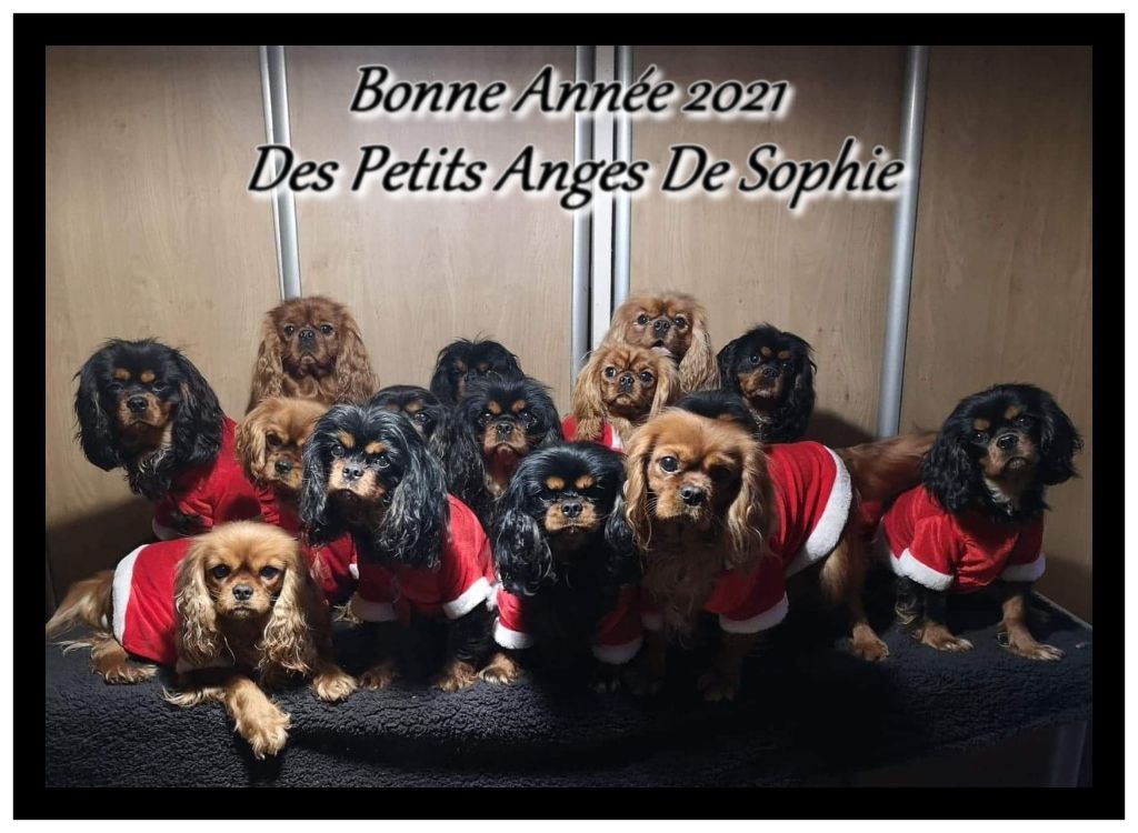 des petits Anges de Sophie - BONNE ANNEE 2021 