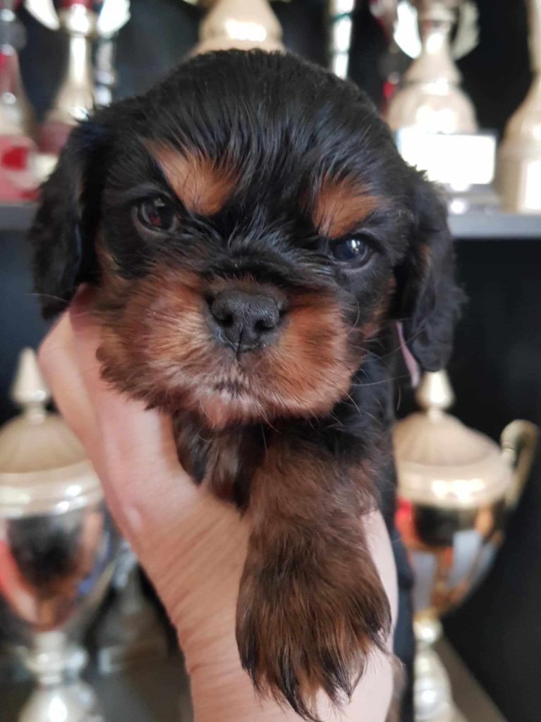 des petits Anges de Sophie - Chiot disponible  - Cavalier King Charles Spaniel