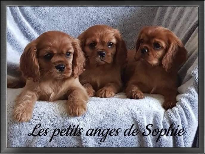 des petits Anges de Sophie - Cavalier King Charles Spaniel - Portée née le 26/02/2020
