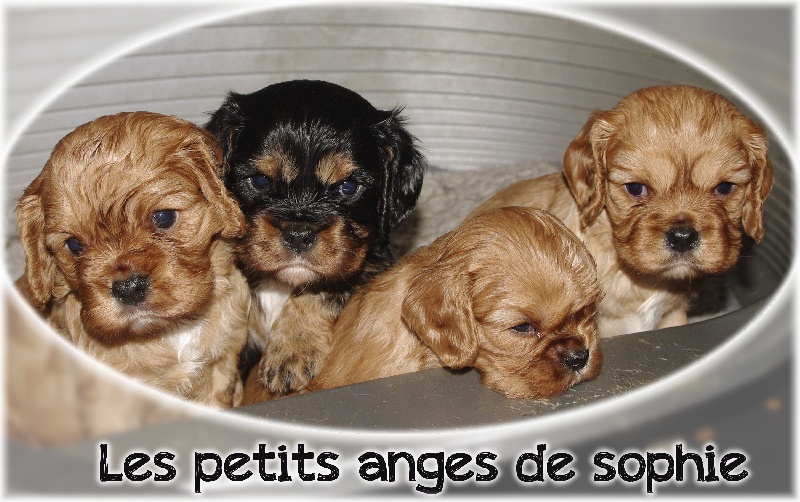des petits Anges de Sophie - Cavalier King Charles Spaniel - Portée née le 22/10/2012