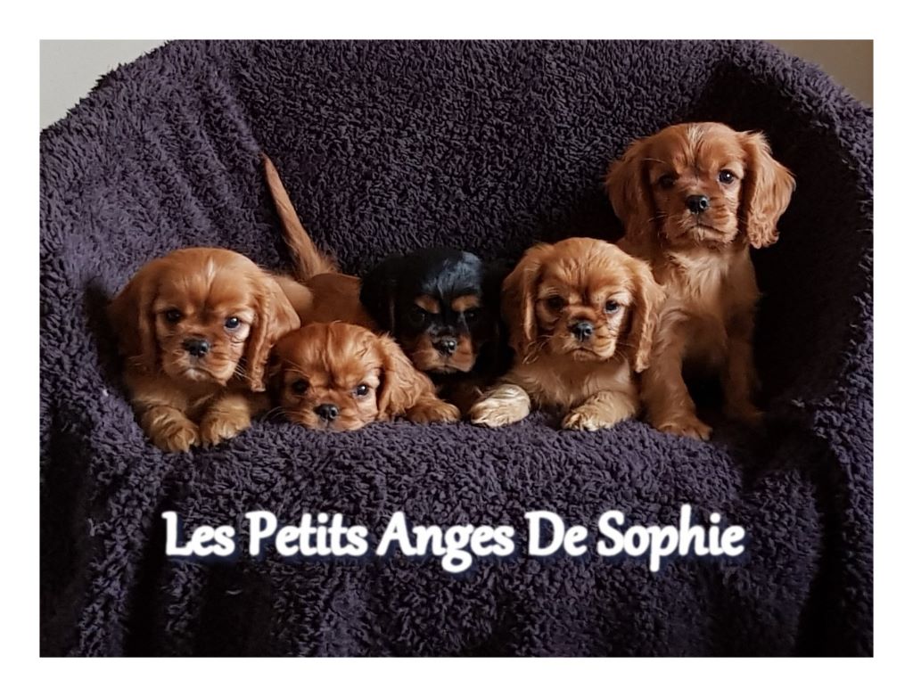 des petits Anges de Sophie - Cavalier King Charles Spaniel - Portée née le 13/04/2020