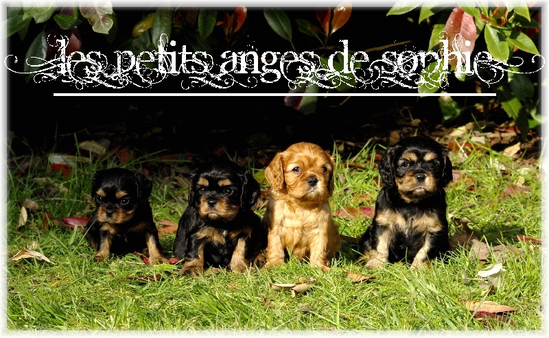 des petits Anges de Sophie - Cavalier King Charles Spaniel - Portée née le 05/03/2013