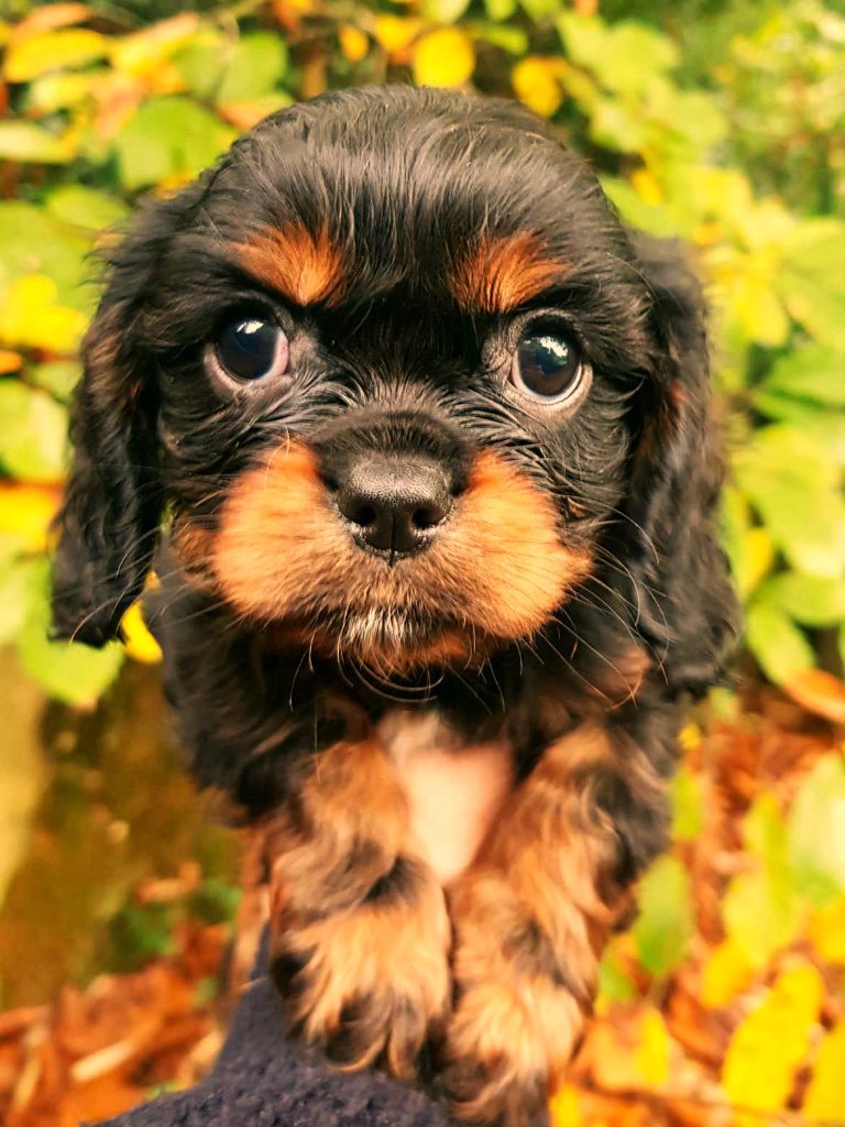 des petits Anges de Sophie - Chiot disponible  - Cavalier King Charles Spaniel