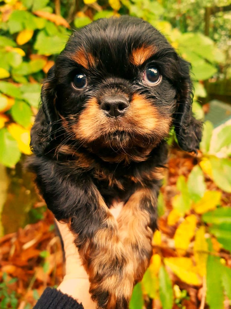 des petits Anges de Sophie - Chiot disponible  - Cavalier King Charles Spaniel