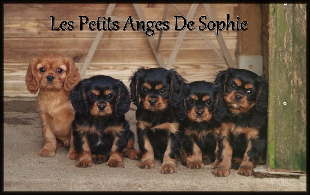 des petits Anges de Sophie - Cavalier King Charles Spaniel - Portée née le 05/03/2020