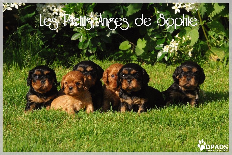 des petits Anges de Sophie - Cavalier King Charles Spaniel - Portée née le 16/04/2016