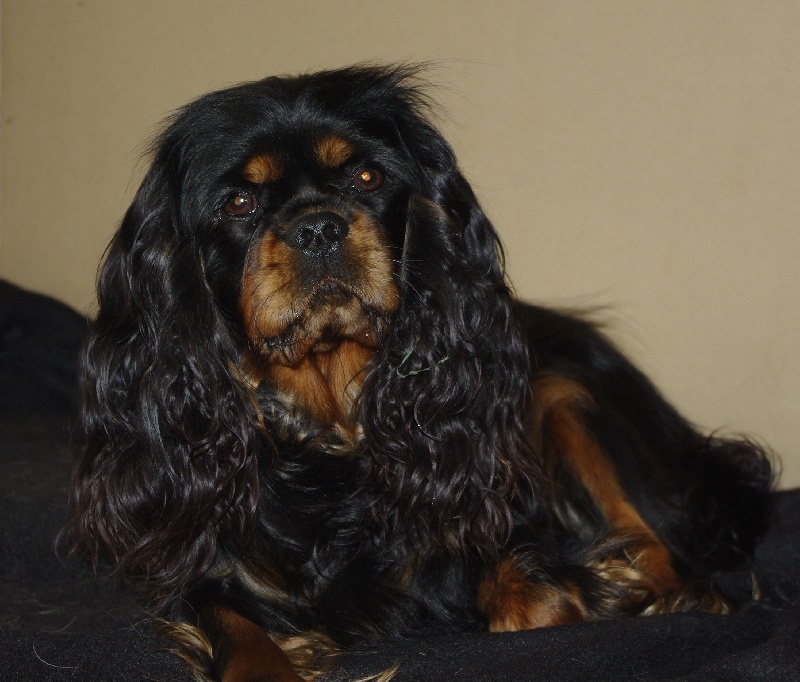 Geahlye lou (dite lylou) des petits Anges de Sophie