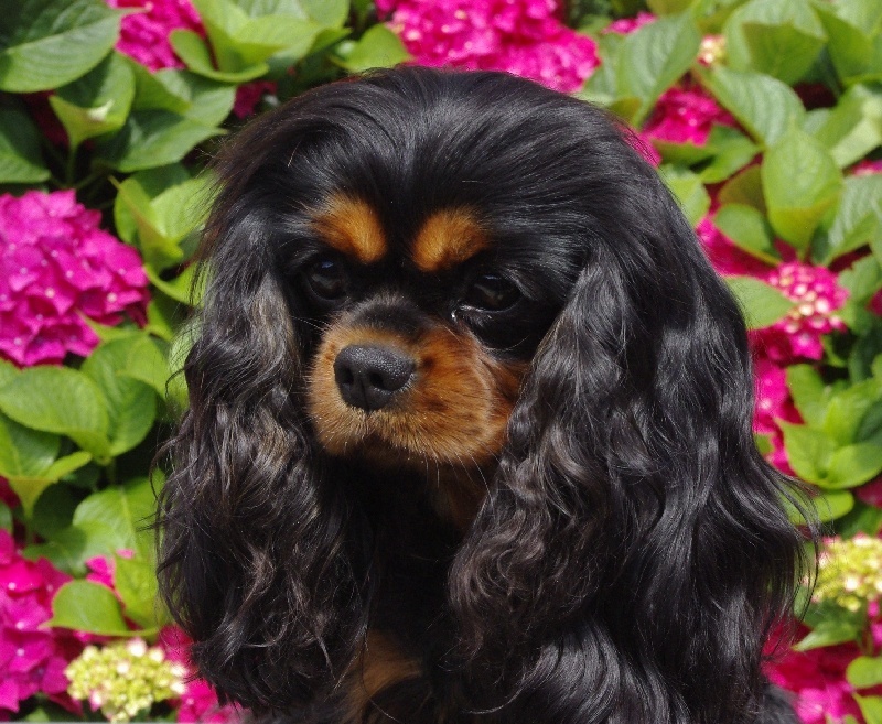 Engel flower De park ar marc'heger