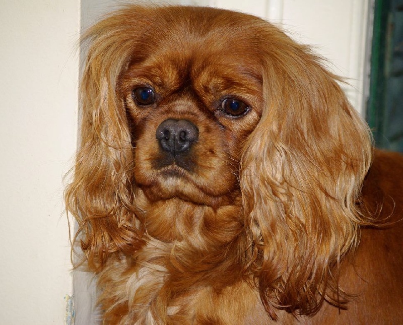 Fhélynie fire doll des petits Anges de Sophie