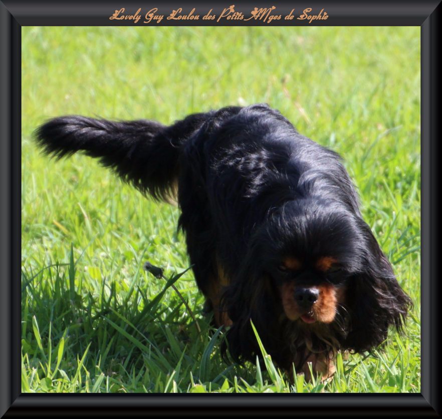 Lovely guy loulou des petits Anges de Sophie