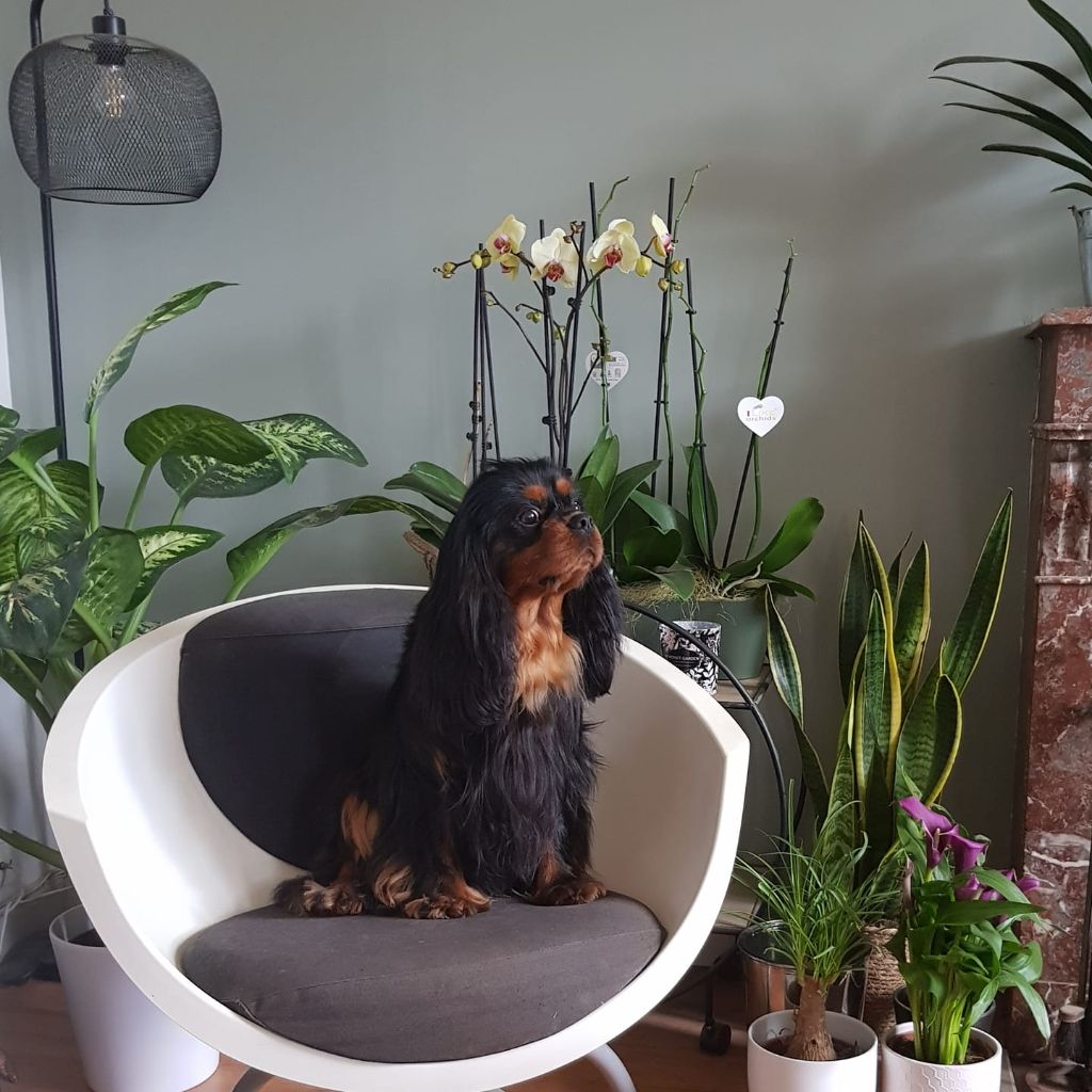Romeo elvis for ever magic des petits Anges de Sophie