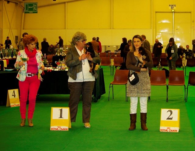 des petits Anges de Sophie - Résultats de la Nationale d'élevage 2014