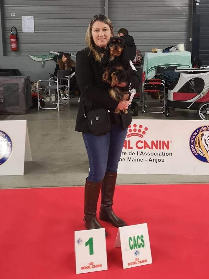 des petits Anges de Sophie - RESUTATS D'EXPOSITION LE MANS 20/11/22