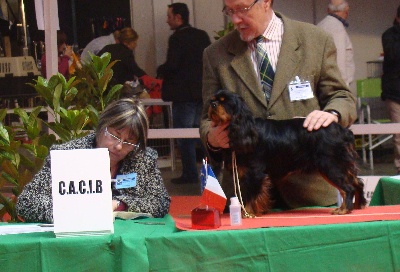 des petits Anges de Sophie - Résultats de l'expo internationale de Bourges
