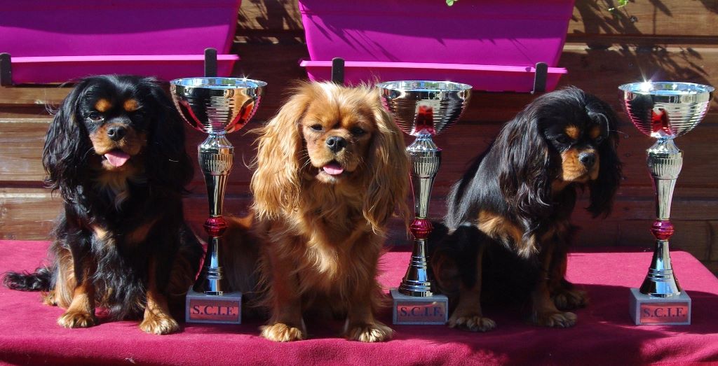 des petits Anges de Sophie - Résultats des Petits Anges de Sophie à la spéciale de race de Pontoise