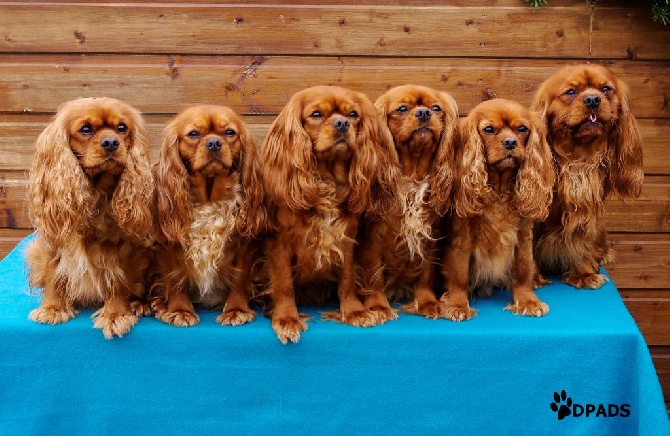des petits Anges de Sophie - Dimanche ruby
