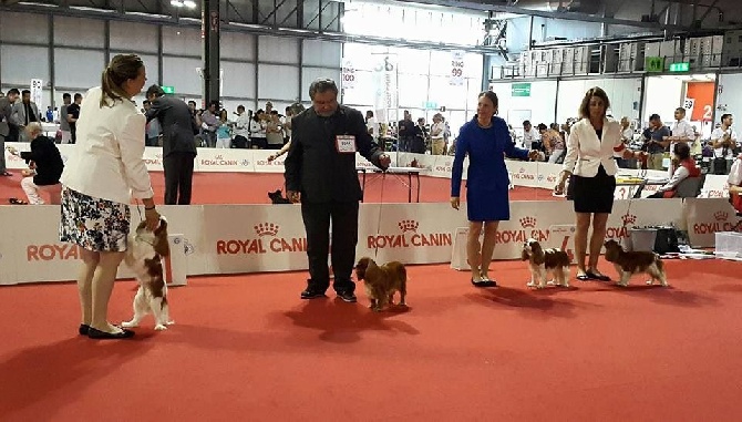 des petits Anges de Sophie - WORLD DOG SHOW MILAN 2015