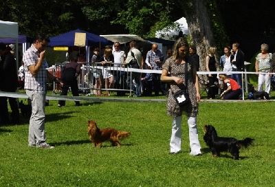 des petits Anges de Sophie - Résultats des petits Anges de Sophie à la speciale de race de Dinard