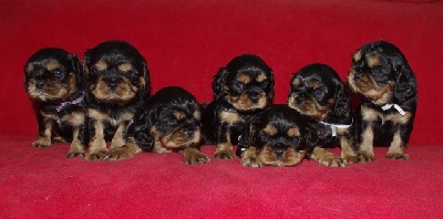des petits Anges de Sophie - LES BEBES ONT 4 SEMAINES