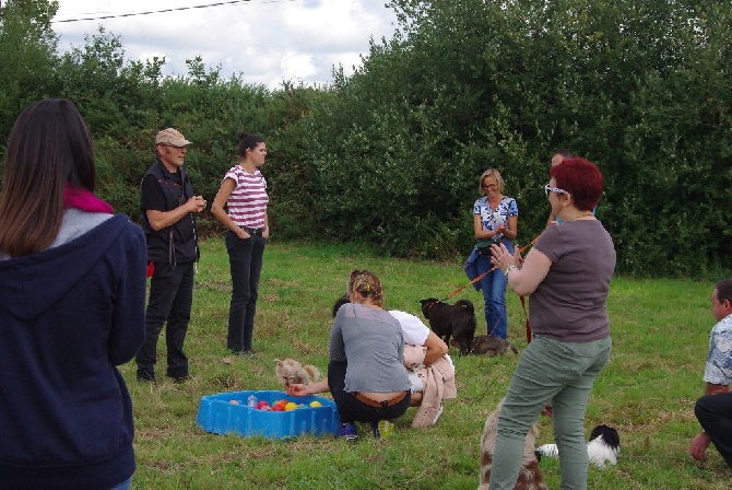 des petits Anges de Sophie - NOUVEAU CLUB CANIN A THEIX LE CCT