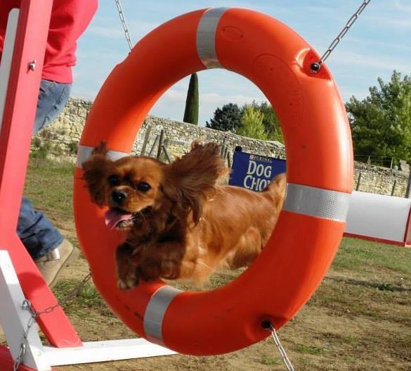des petits Anges de Sophie - Nouvelle rubrique "AGILITY"