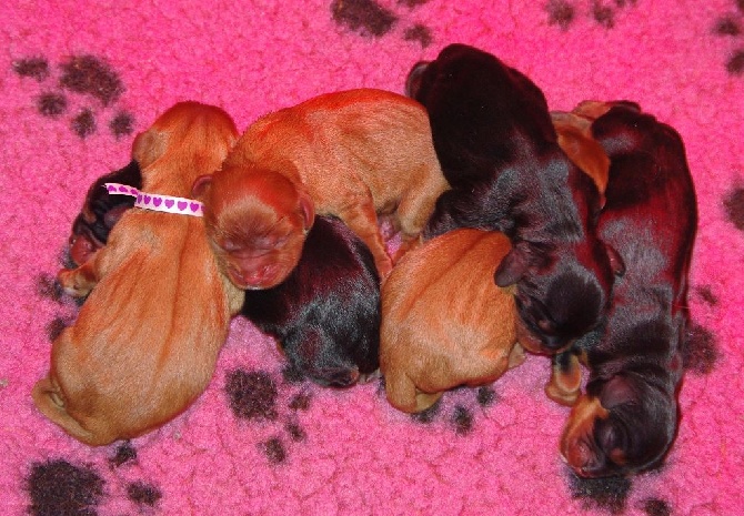 des petits Anges de Sophie - NOUVELLE NAISSANCE