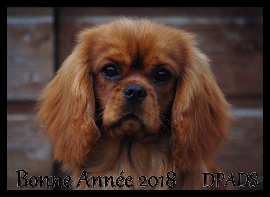 des petits Anges de Sophie - BONNE ANNEE 2018