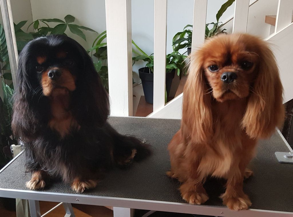 des petits Anges de Sophie - EUROPEAN DOG SHOW PARIS VILLEPINTE