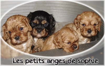 des petits Anges de Sophie - LES BEBES ONT 1 MOIS !!!!