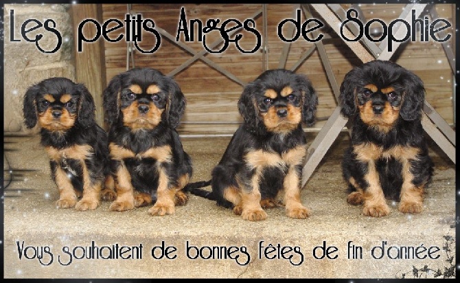 des petits Anges de Sophie - JOYEUSES FÊTES DE FIN D'ANNEE