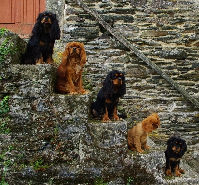 des petits Anges de Sophie - REUNION DE FAMILLE