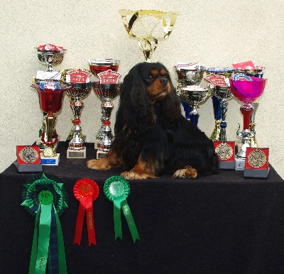 des petits Anges de Sophie - CHARLY PARKER CHAMPION DE FRANCE