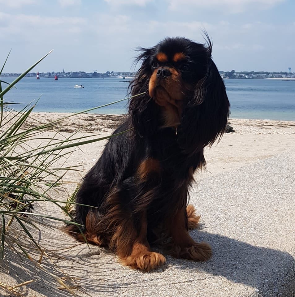 TIME JOLIE FEMELLE NOIRE ET FEU 3 ANS