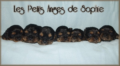 des petits Anges de Sophie - Les bébés ont ouvert les yeux ....