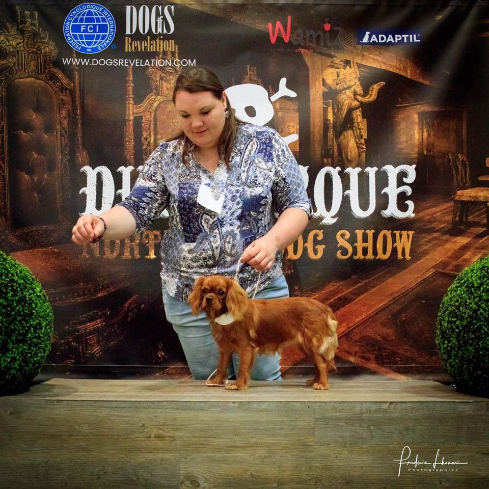 des petits Anges de Sophie - DUNKERQUE NORTH SEA DOG SHOW
