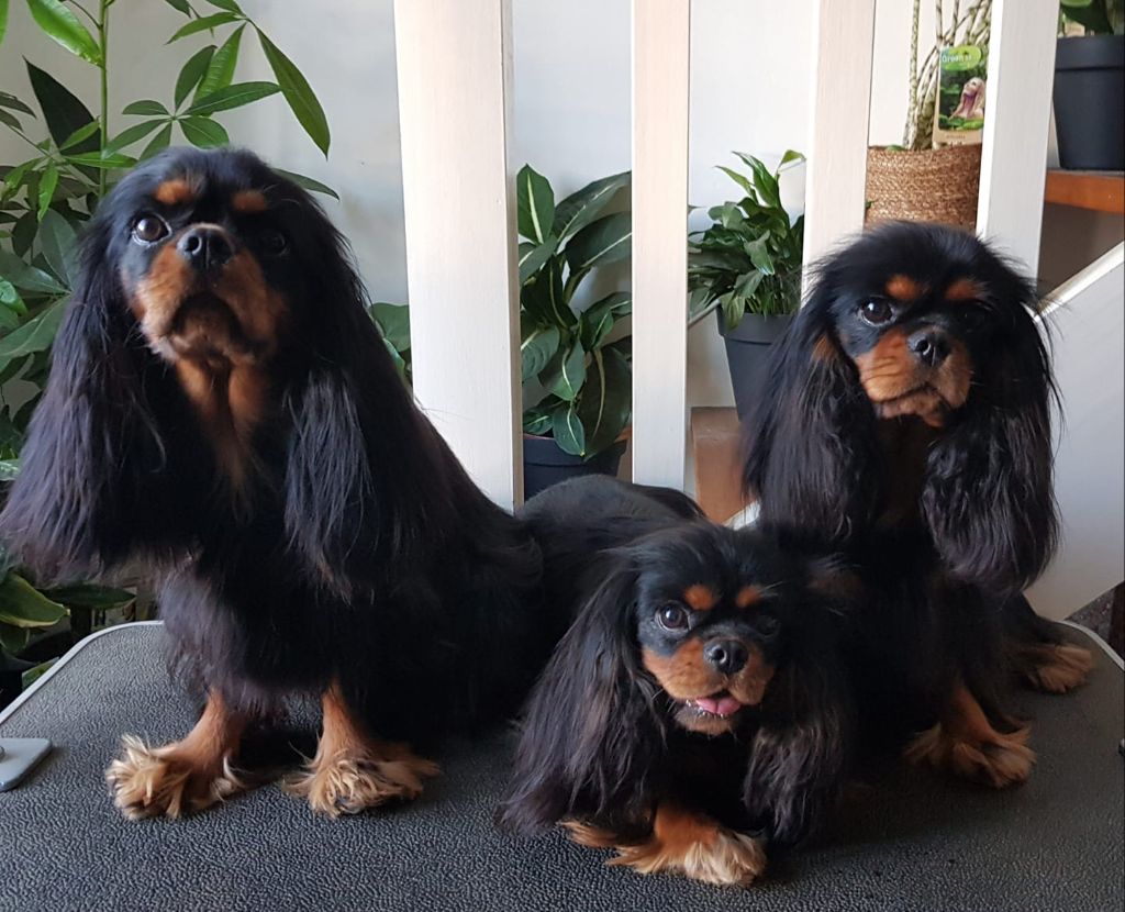 des petits Anges de Sophie - RESULTATS DE LA SPECIALE DE RACE ROMORANTIN