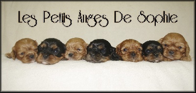 des petits Anges de Sophie - LES BEBES ONT 3 SEMAINES !!!!