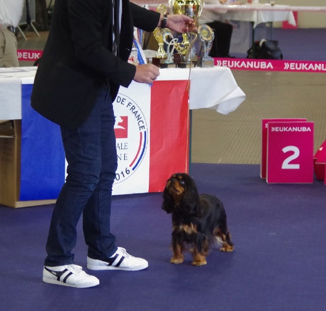 des petits Anges de Sophie - CHAMPIONNAT DE FRANCE METZ 2016