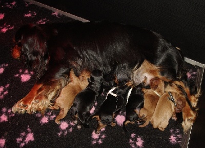 des petits Anges de Sophie - NOUVELLE NAISSANCE