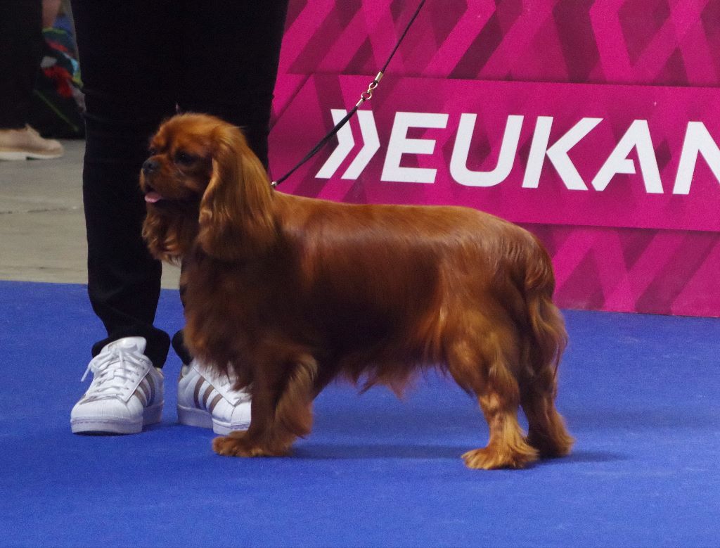 des petits Anges de Sophie - RESULTATS DU CHAMPIONNAT DE FRANCE