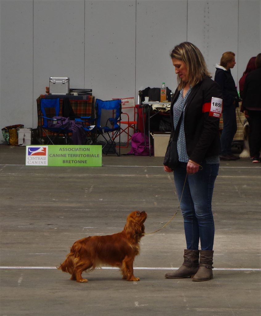 des petits Anges de Sophie - Résultats de la spéciale de Rennes