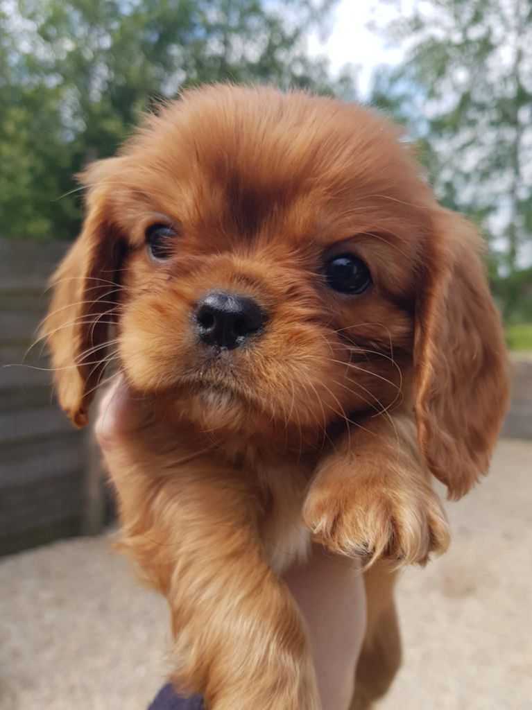 des petits Anges de Sophie - Chiots disponibles - Cavalier King Charles Spaniel