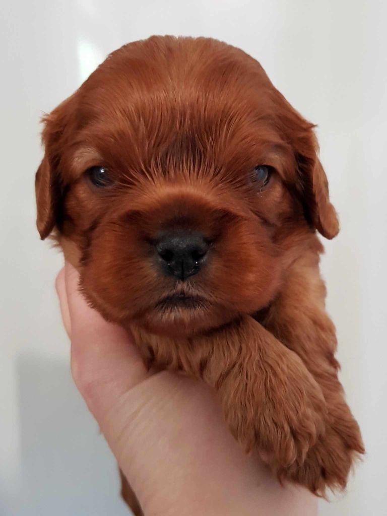 des petits Anges de Sophie - Chiots disponibles - Cavalier King Charles Spaniel