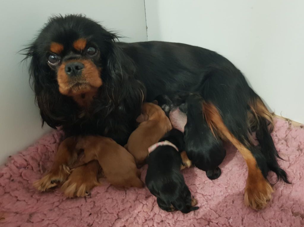 des petits Anges de Sophie - Cavalier King Charles Spaniel - Portée née le 03/09/2025