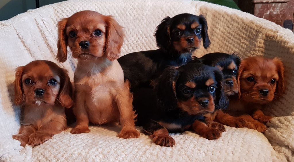 des petits Anges de Sophie - Cavalier King Charles Spaniel - Portée née le 05/09/2022