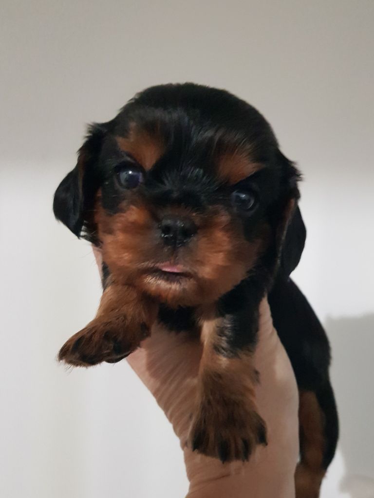 des petits Anges de Sophie - Chiots disponibles - Cavalier King Charles Spaniel