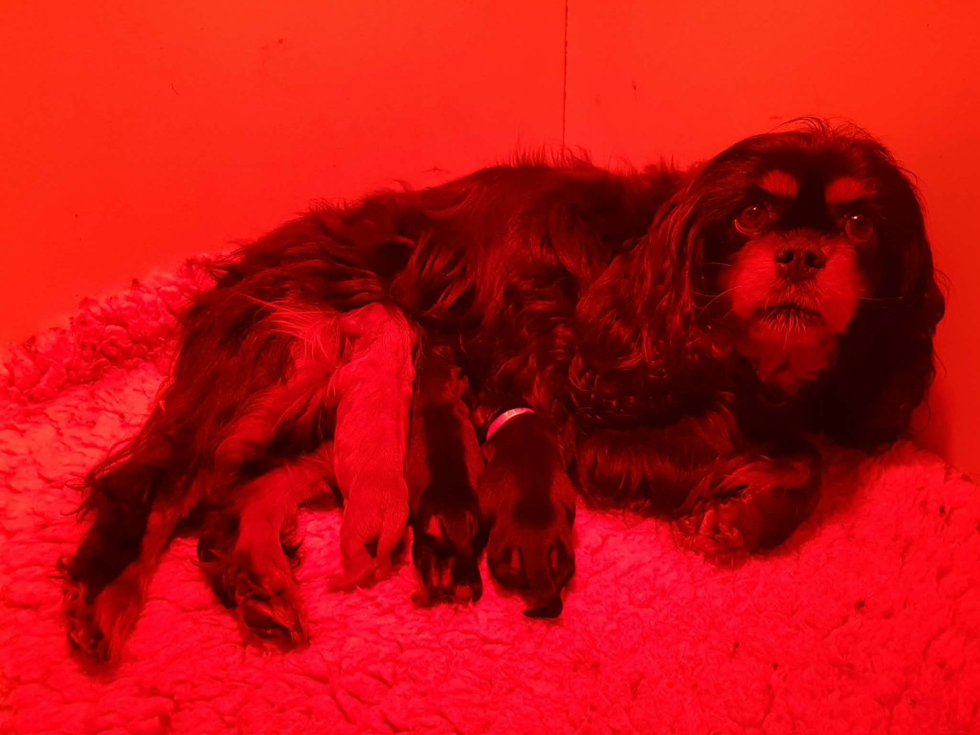 Chiot Cavalier King Charles Spaniel des petits Anges de Sophie