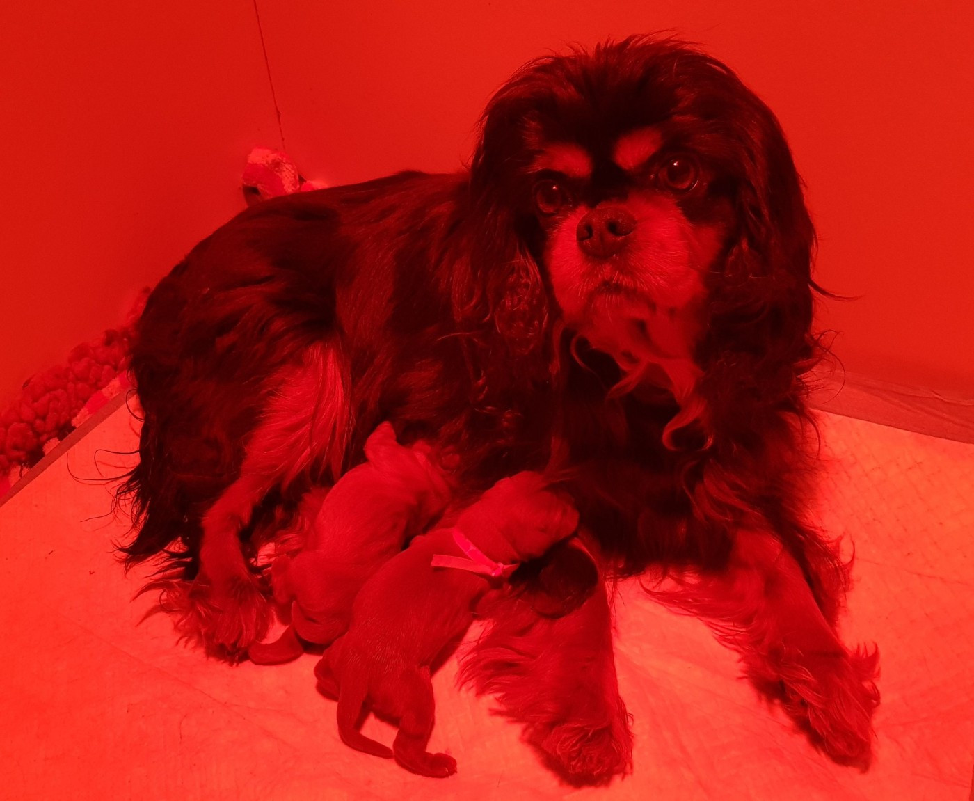 des petits Anges de Sophie - Cavalier King Charles Spaniel - Portée née le 11/03/2026